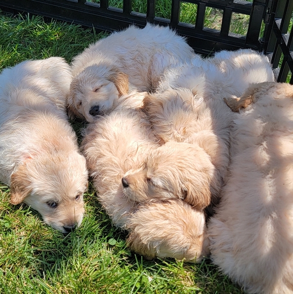 Accessories - Adorable Fluffy Puppies